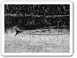 Phalarope - 2003